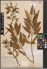 Foto von Salix fragilis L.